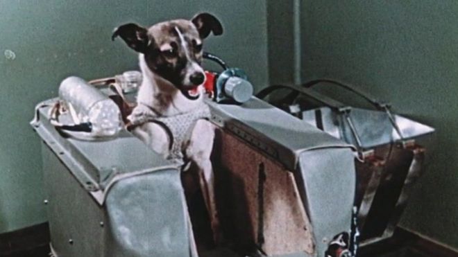 Día Mundial de los Animales Laika el primer ser vivo en ser puesto en órbita