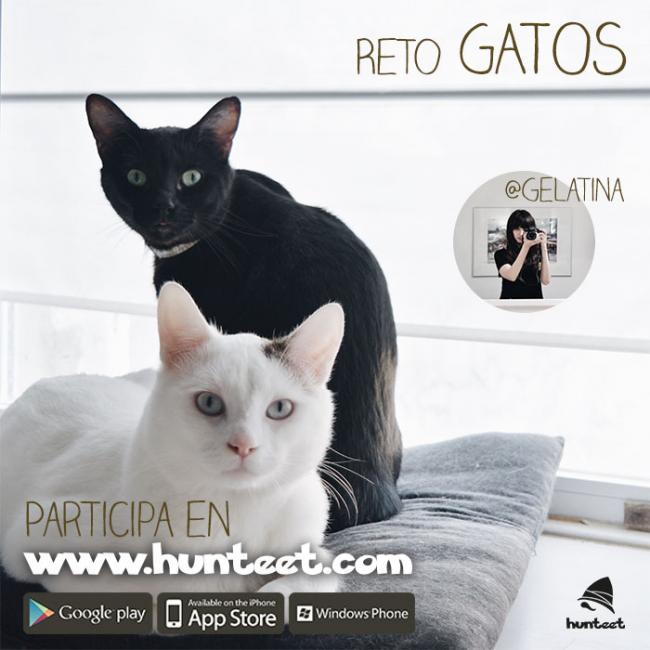 Gatos